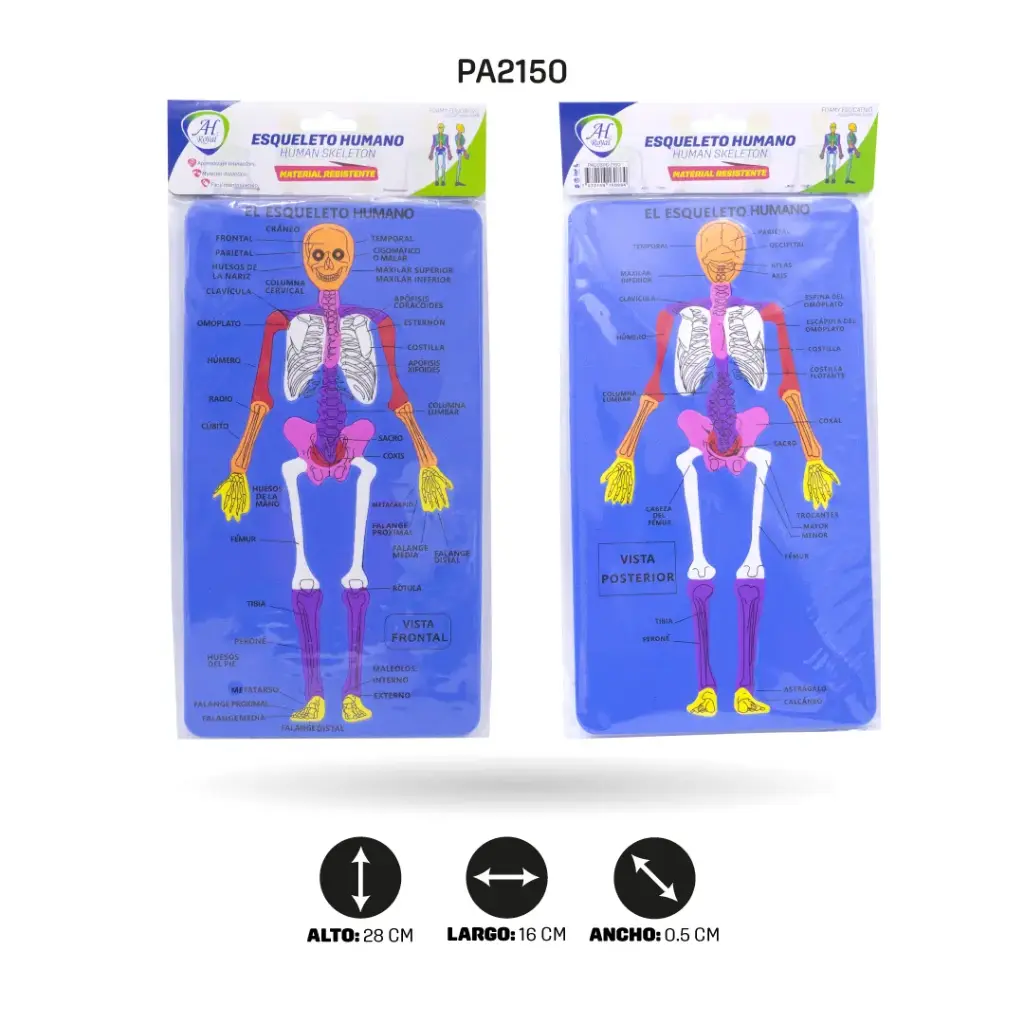 DIDACTICOS FOAMY -ESQUELETO HUMANO [PAC5866]