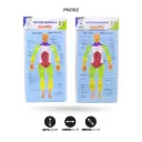 DIDACTICOS FOAMY - SISTEMA MUSCULAR [PAC5868]