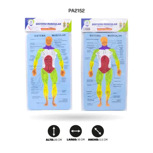 [PA2152] DIDACTICOS FOAMY - SISTEMA MUSCULAR [PAC5868]